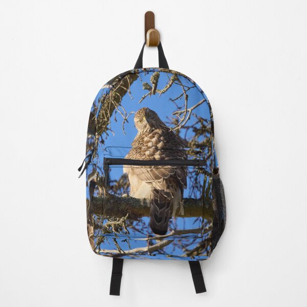 Item preview, Quo vadis. Eurasian goshawk designed and sold by Jouko Lehto Photography.