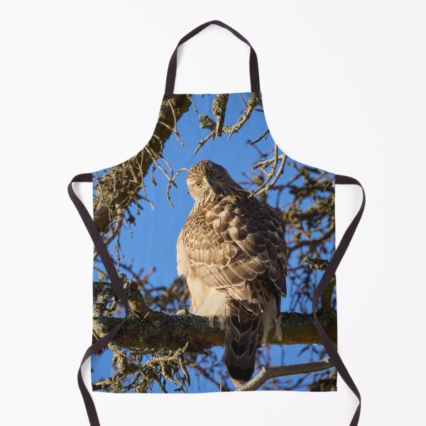 Item preview, Quo vadis. Eurasian goshawk designed and sold by Jouko Lehto Photography.