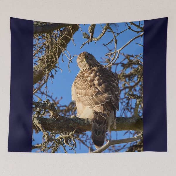 Item preview, Quo vadis. Eurasian goshawk designed and sold by Jouko Lehto Photography.