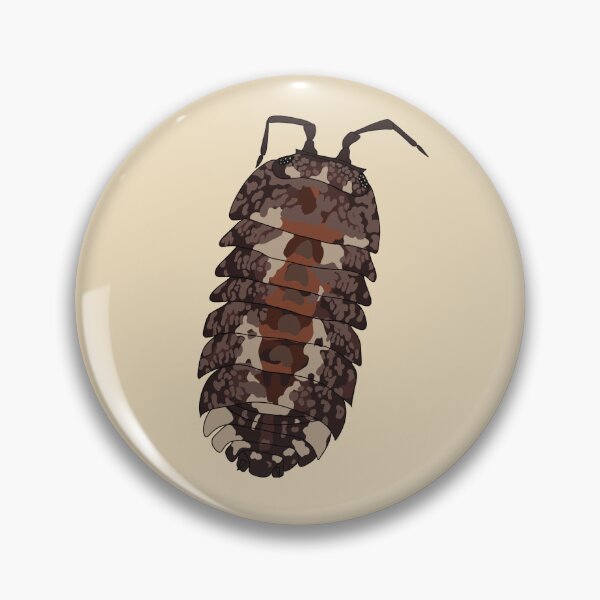 Aperçu de l'œuvre Cubaris cloportes brun créée et vendue par Lilis-isopods.