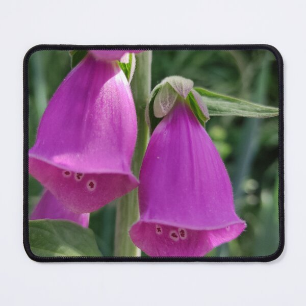 Item preview, Foxglove, digitalis purpurea, pink toxic plant photo designed and sold by patterncrow.