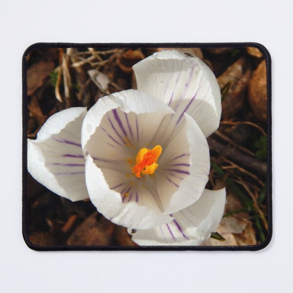 Item preview, Spring Crocus designed and sold by gistinker.