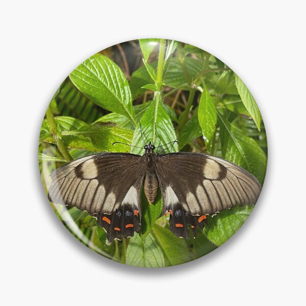 Item preview, Papilio Aegeus Butterfly designed and sold by Stacey Maree Steele.