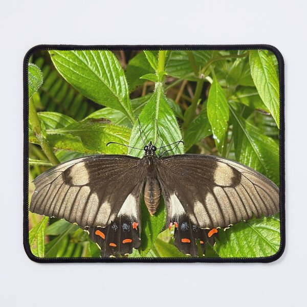 Item preview, Papilio Aegeus Butterfly designed and sold by Stacey Maree Steele.