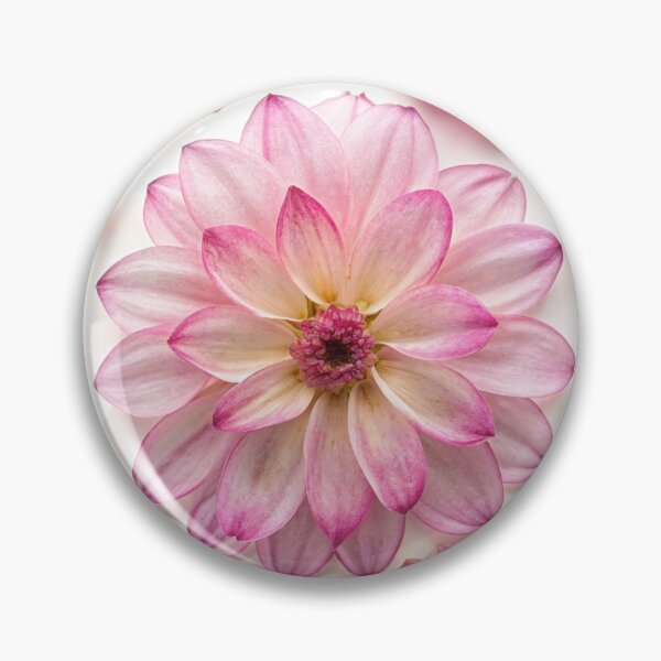 Item preview, Pink Dahlia Flowers Photo Texture designed and sold by patterncrow.