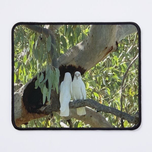 Item preview, White Cockatoos in a Cunnamulla Tree designed and sold by ComicJo.
