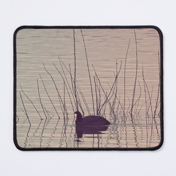 Item preview, Coot at dawn designed and sold by cglightNingART.