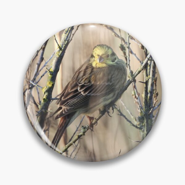Item preview, Yellowhammer in the thorn bushes designed and sold by cglightNingART.