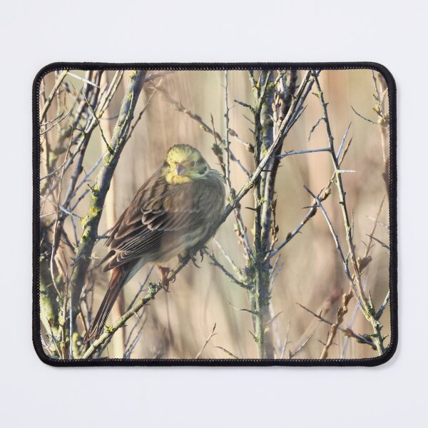 Item preview, Yellowhammer in the thorn bushes designed and sold by cglightNingART.