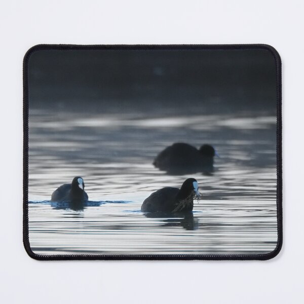 Item preview, Coots at dawn designed and sold by cglightNingART.