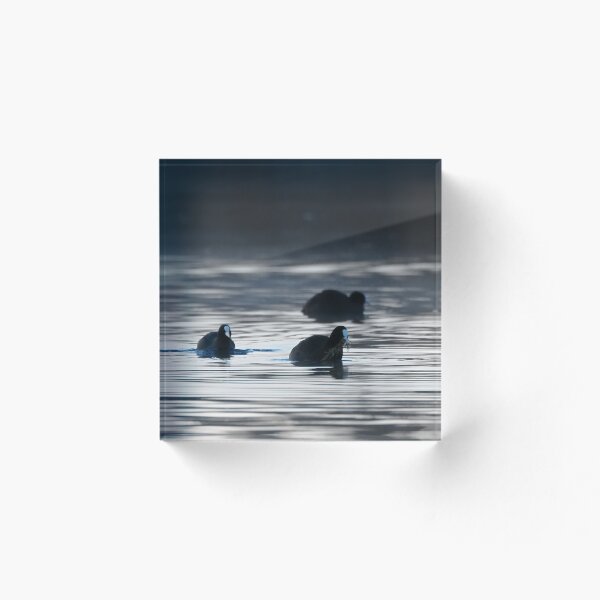 Item preview, Coots at dawn designed and sold by cglightNingART.