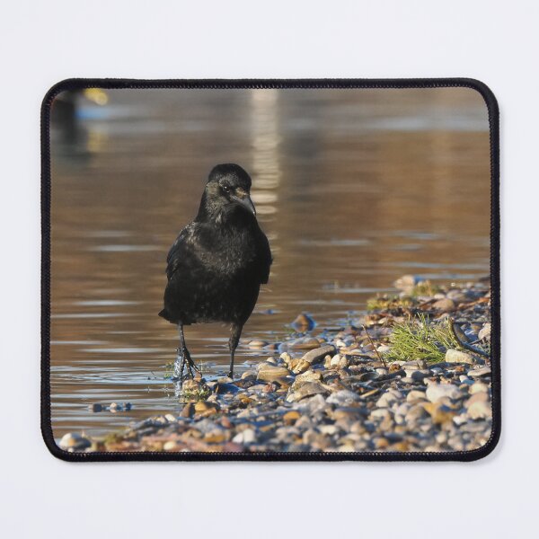 Item preview, Carrion crow by the water designed and sold by cglightNingART.