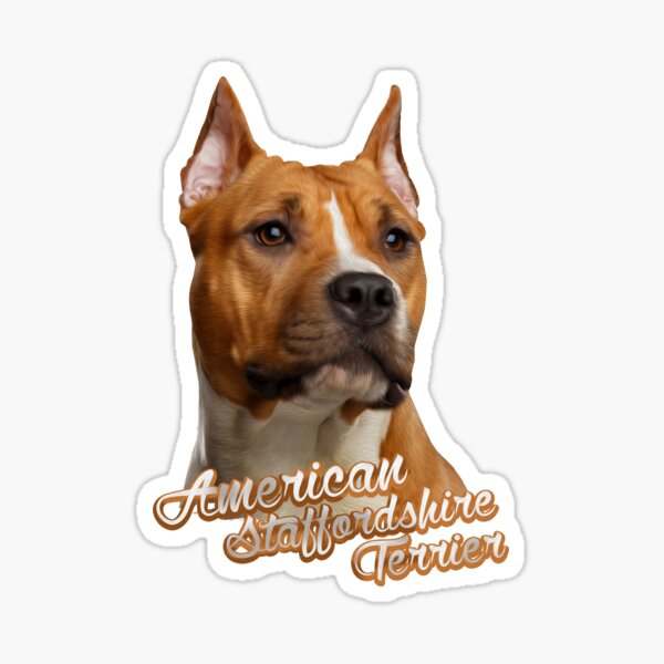 Sticker pour voiture american staff terrier - TenStickers