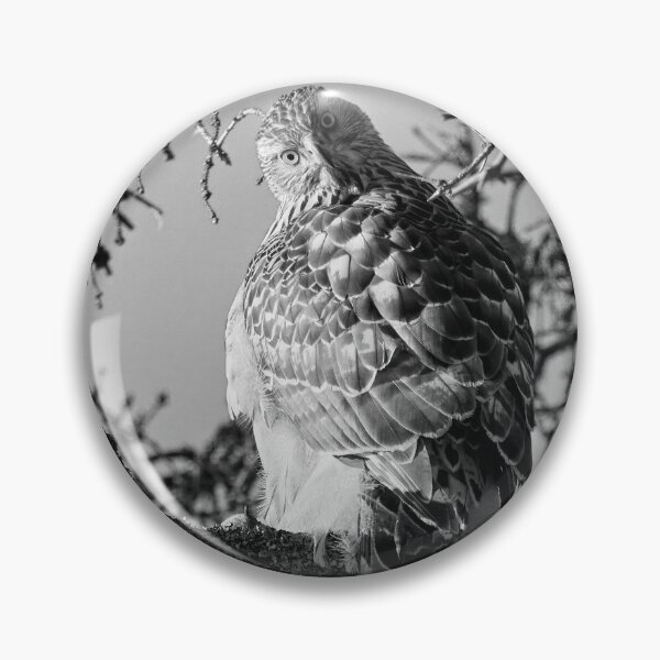 Item preview, Quo vadis. Eurasian goshawk bw designed and sold by Jouko Lehto Photography.