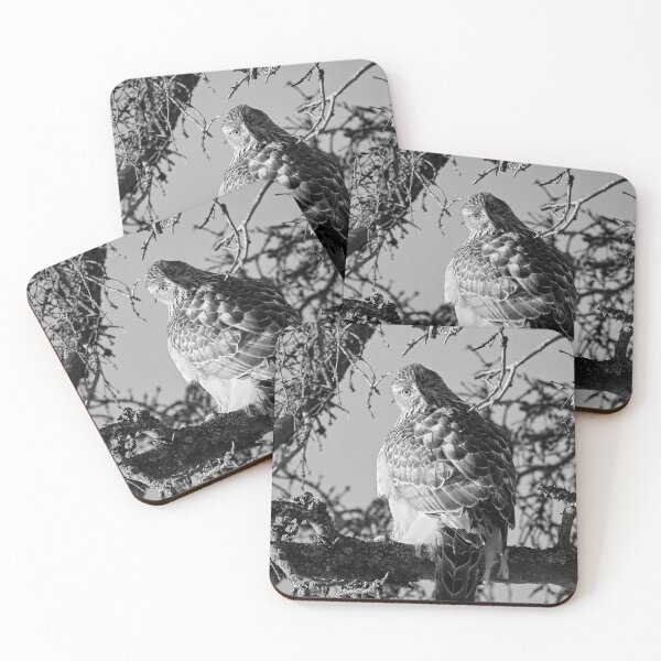Item preview, Quo vadis. Eurasian goshawk bw designed and sold by Jouko Lehto Photography.