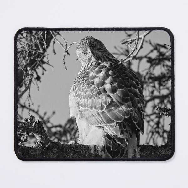 Item preview, Quo vadis. Eurasian goshawk bw designed and sold by Jouko Lehto Photography.
