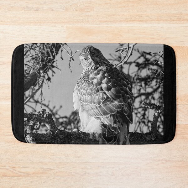 Item preview, Quo vadis. Eurasian goshawk bw designed and sold by Jouko Lehto Photography.