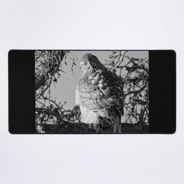 Item preview, Quo vadis. Eurasian goshawk bw designed and sold by Jouko Lehto Photography.
