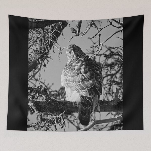 Item preview, Quo vadis. Eurasian goshawk bw designed and sold by Jouko Lehto Photography.