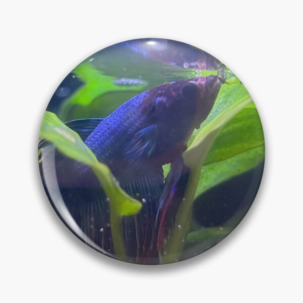 Item preview, Blue Betta  designed and sold by The-Sassy-Yogi.