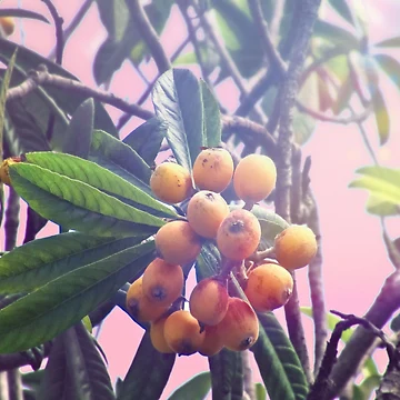 Artwork thumbnail, Loquat by RoxanneG