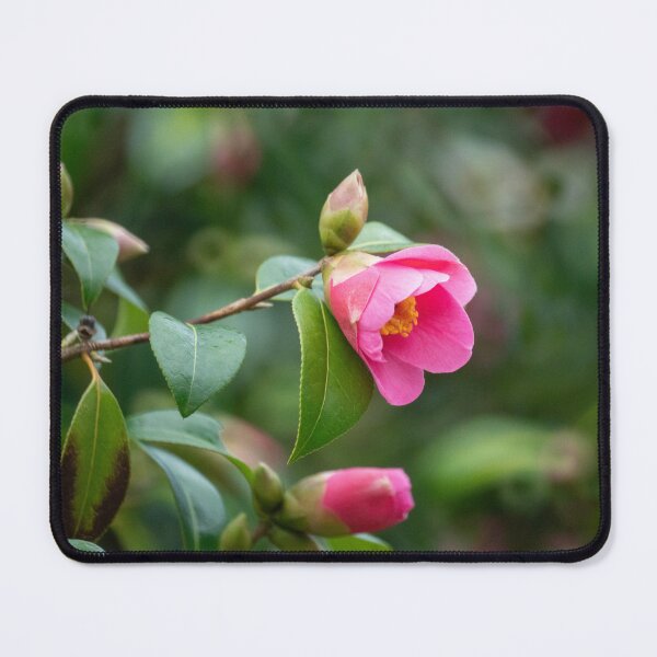 Item preview, First signs designed and sold by DiplodocusOne.