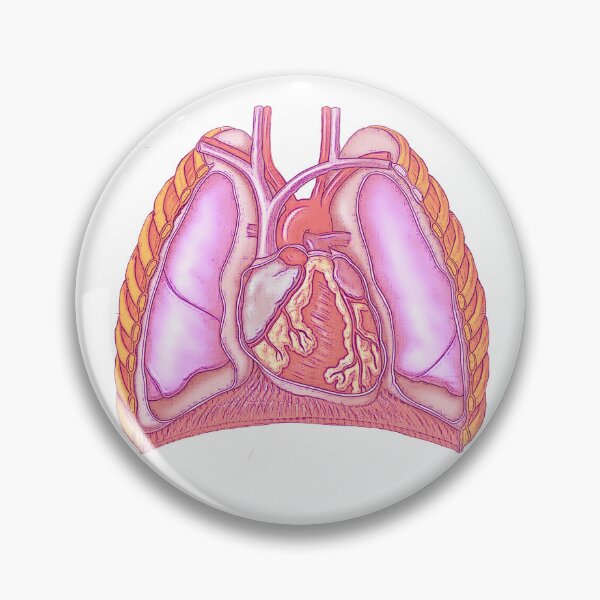 Item preview, Cardiothoracic designed and sold by STEM-women.