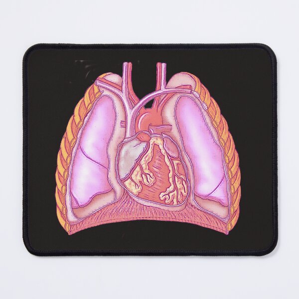 Item preview, Cardiothoracic designed and sold by STEM-women.