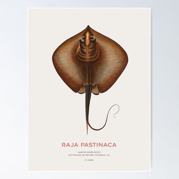 Item preview, Common stingray or Raja pastinaca designed and sold by Vintagrafica.