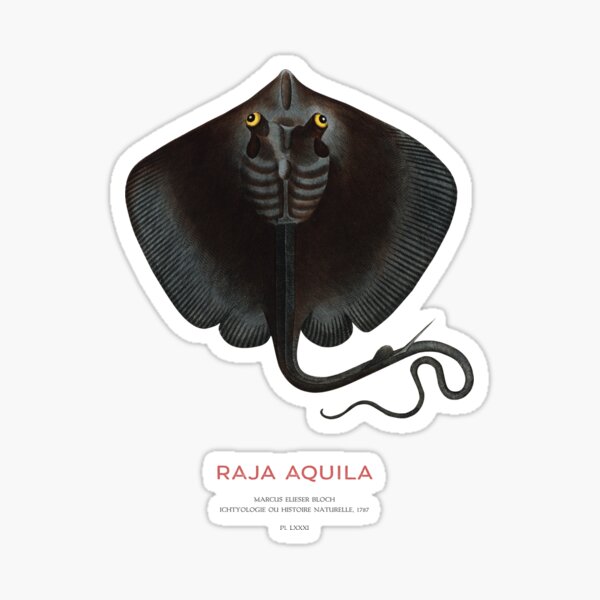 Vista previa del artículo con la obra «Raya águila común o Raja aquila», diseñado y vendido por Vintagrafica.