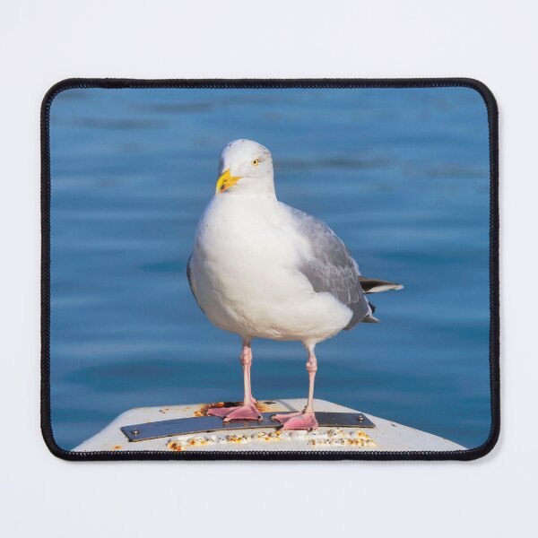 Item preview, Herring Gull - Larus argentatus designed and sold by Dorset Girl.