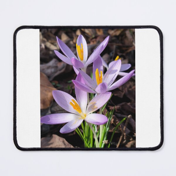 Item preview, Violet crocuses designed and sold by lusiakotowska.