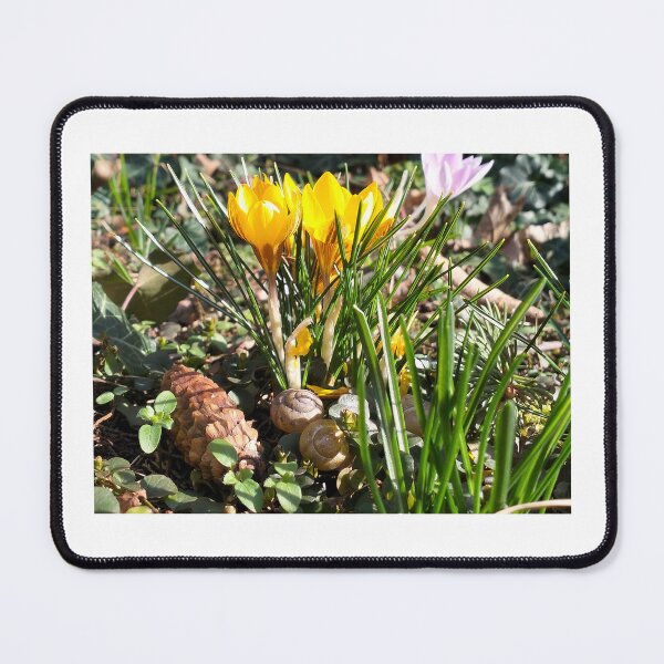 Item preview, Yellow crocuses designed and sold by lusiakotowska.