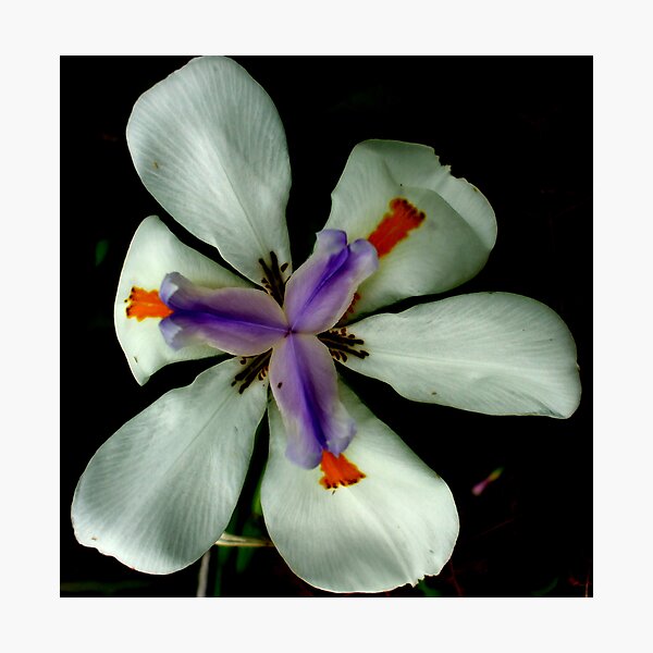 IRIS Photographic Print