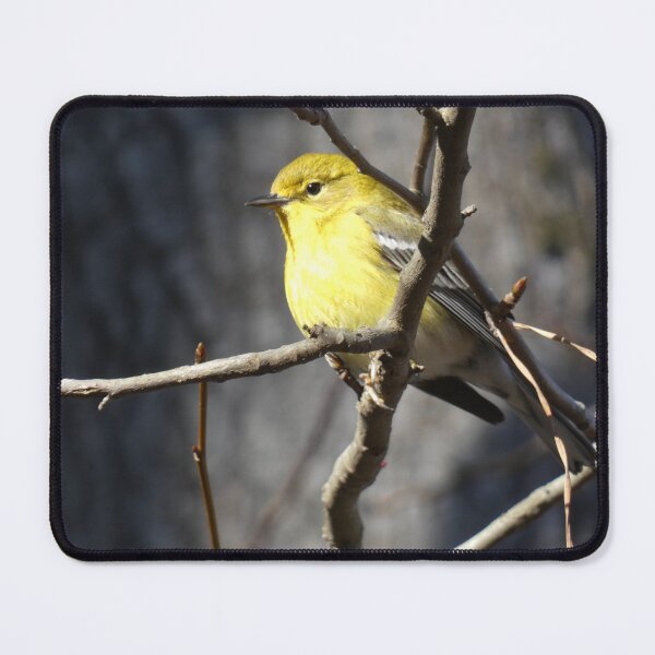 Item preview, Pine Warbler in Sunshine designed and sold by Birds-by-Bovi.