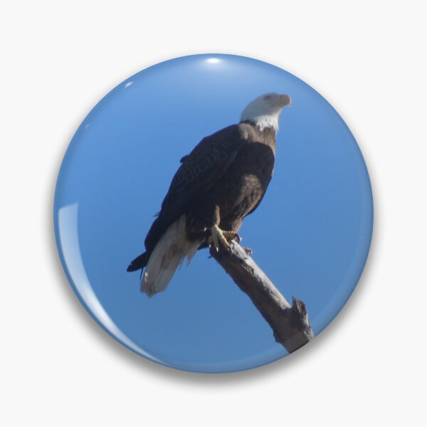Item preview, Bald Eagle, Surveying the Campgrounds designed and sold by Birds-by-Bovi.