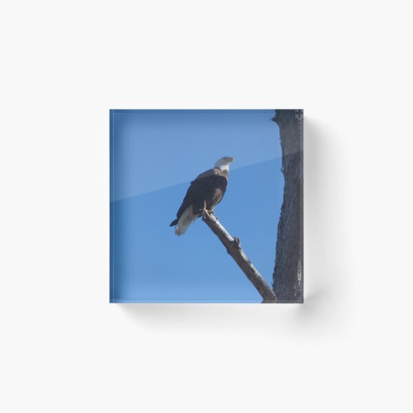 Item preview, Bald Eagle, Surveying the Campgrounds designed and sold by Birds-by-Bovi.
