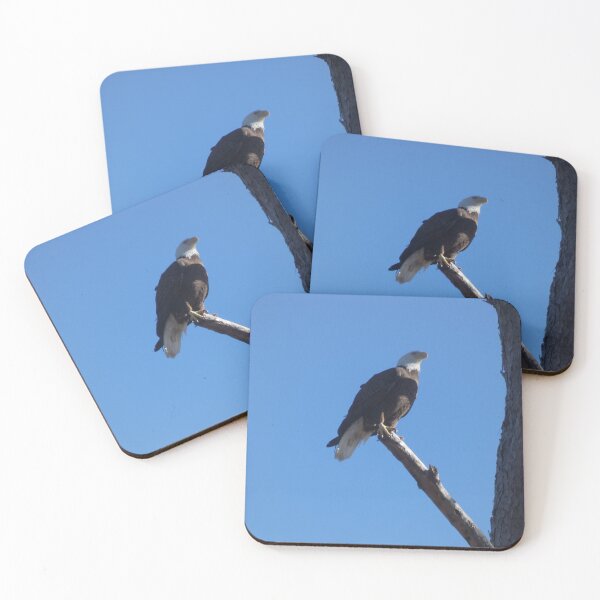 Item preview, Bald Eagle, Surveying the Campgrounds designed and sold by Birds-by-Bovi.