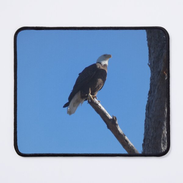 Item preview, Bald Eagle, Surveying the Campgrounds designed and sold by Birds-by-Bovi.