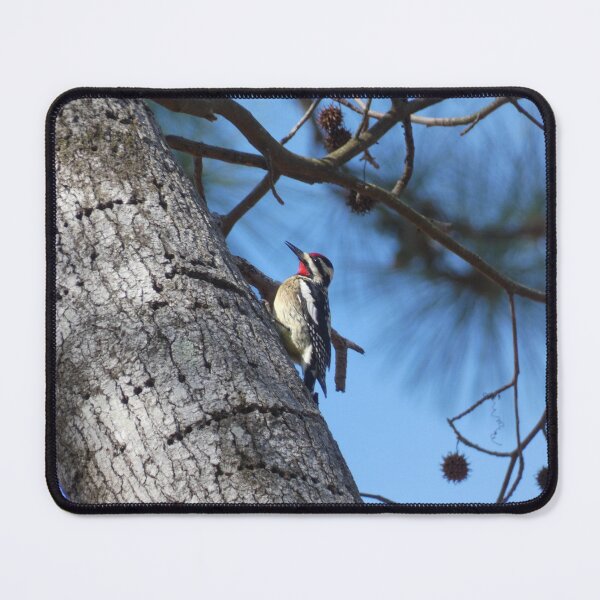 Item preview, Yellow-bellied Sapsucker designed and sold by Birds-by-Bovi.