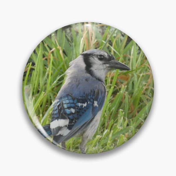 Item preview, Blue Jay After the Rain designed and sold by Birds-by-Bovi.