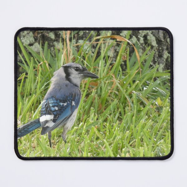 Item preview, Blue Jay After the Rain designed and sold by Birds-by-Bovi.