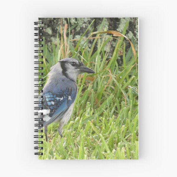 Item preview, Blue Jay After the Rain designed and sold by Birds-by-Bovi.
