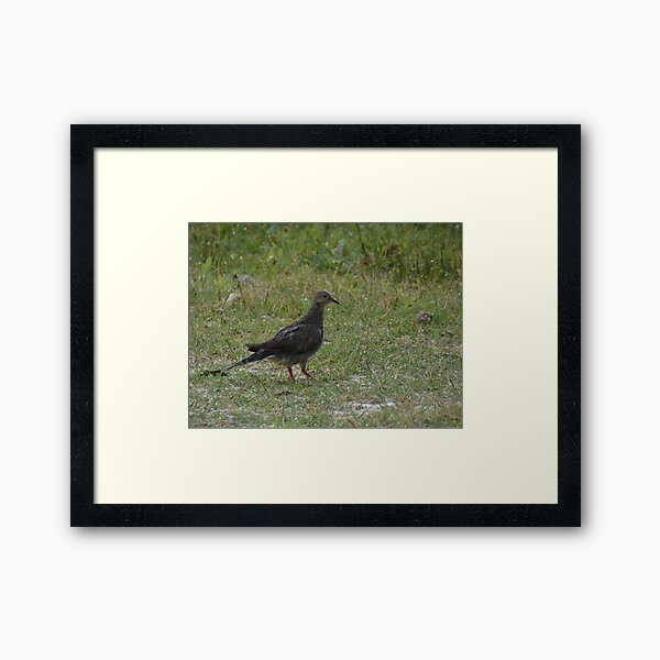 Item preview, Wet Dove designed and sold by Birds-by-Bovi.