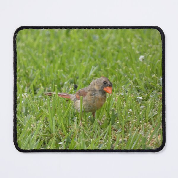 Item preview, Cardinal, Damp Edition designed and sold by Birds-by-Bovi.