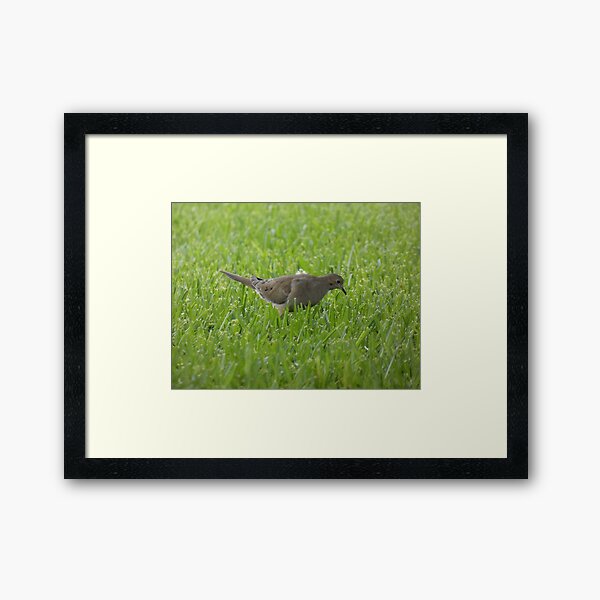 Item preview, Foraging Dove designed and sold by Birds-by-Bovi.