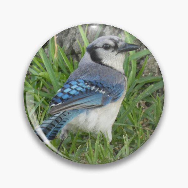 Item preview, Blue Jay in the Grass designed and sold by Birds-by-Bovi.
