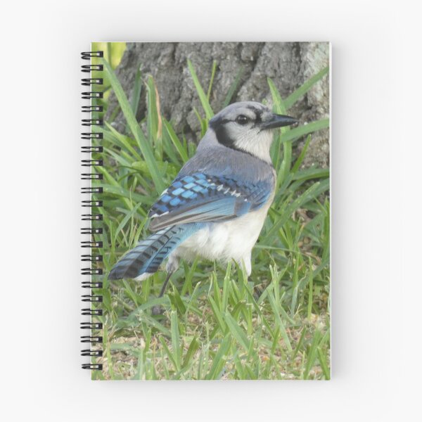Item preview, Blue Jay in the Grass designed and sold by Birds-by-Bovi.