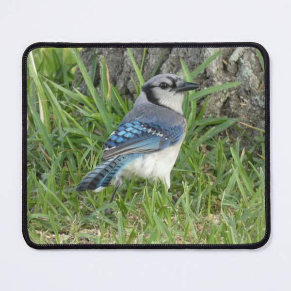 Item preview, Blue Jay in the Grass designed and sold by Birds-by-Bovi.