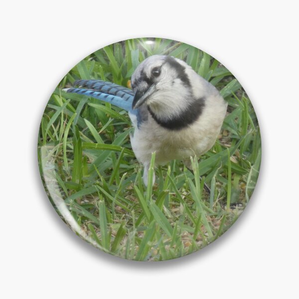 Item preview, Inquisitive Jay designed and sold by Birds-by-Bovi.